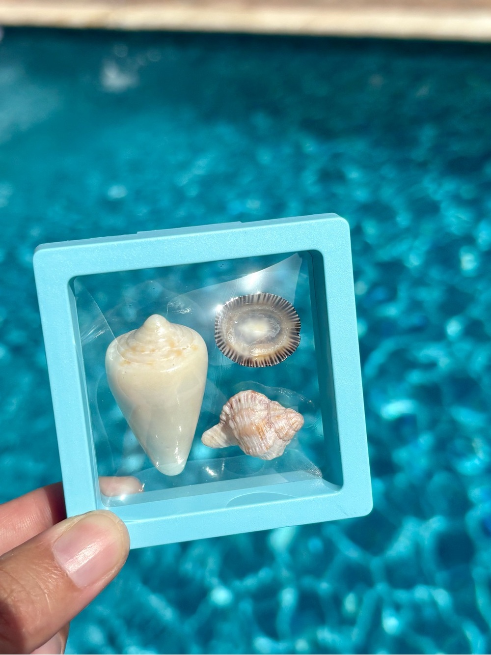 Sanibel Island Shell Trio Display, Cone, Limpet, Murex Shell Art - Picture 3 of 6